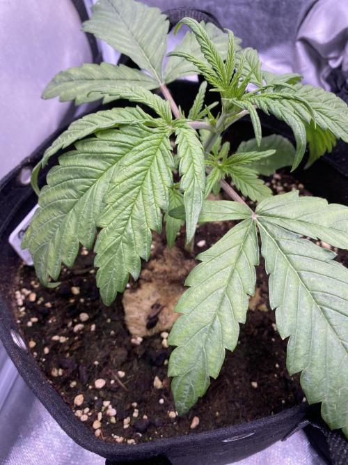 Bubblegum anyone. Week 3