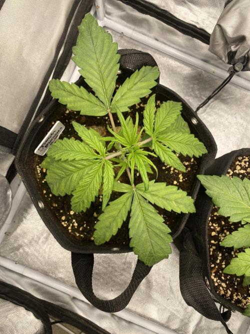 Bubblegum anyone. Week 3