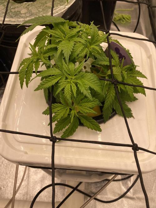 Enemy of the State V3. Week 4