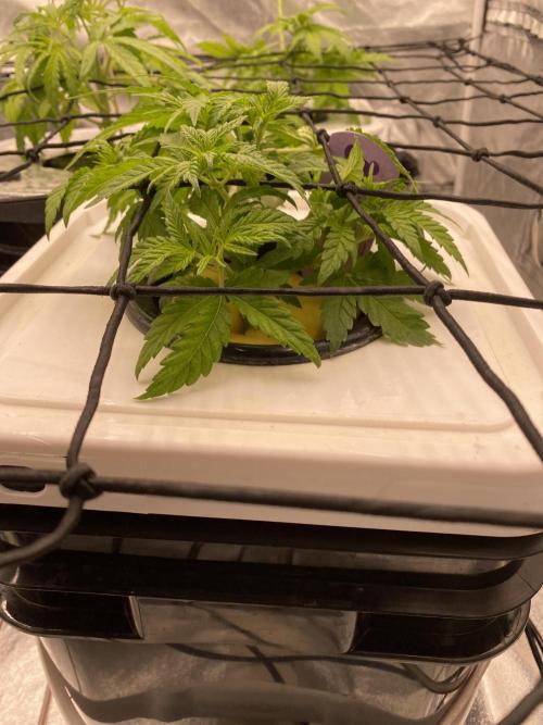 Enemy of the State V3. Week 4