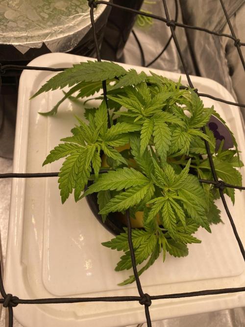 Enemy of the State V3. Week 4