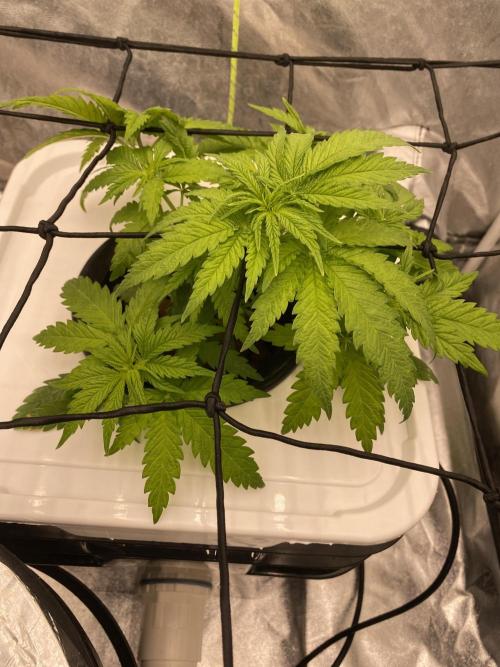 Enemy of the State V2. Week 4