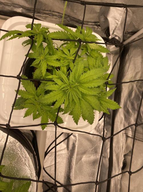 Enemy of the State V2. Week 4