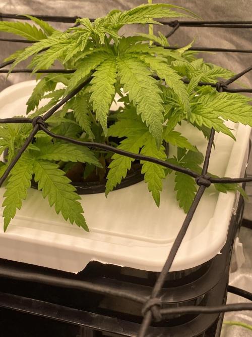 Enemy of the State V2. Week 4