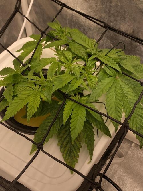 Enemy of the State V1. Week 4