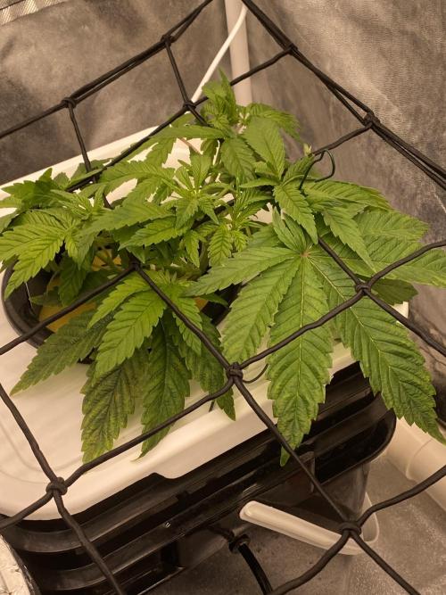 Enemy of the State V1. Week 4