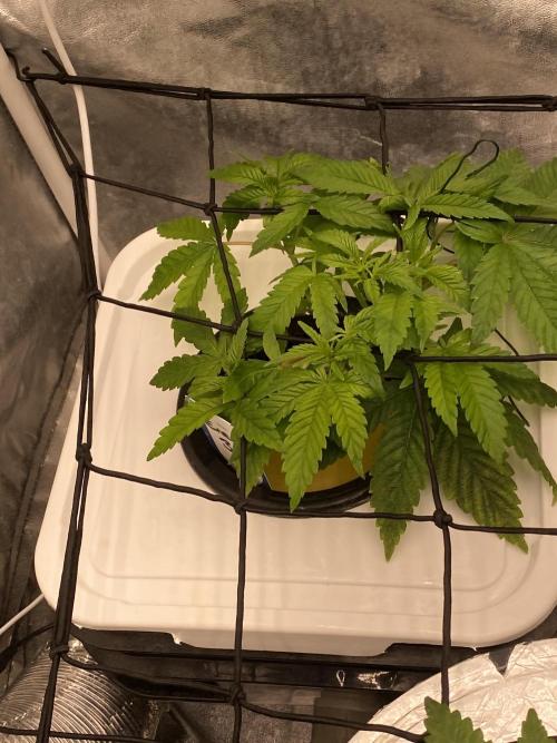 Enemy of the State V1. Week 4