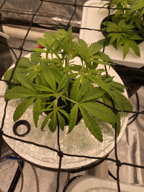 French Macaron someone?. Week 4