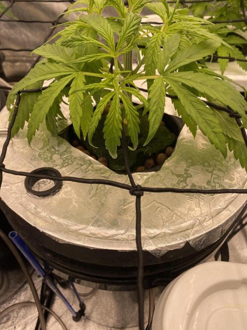 French Macaron someone?. Week 4