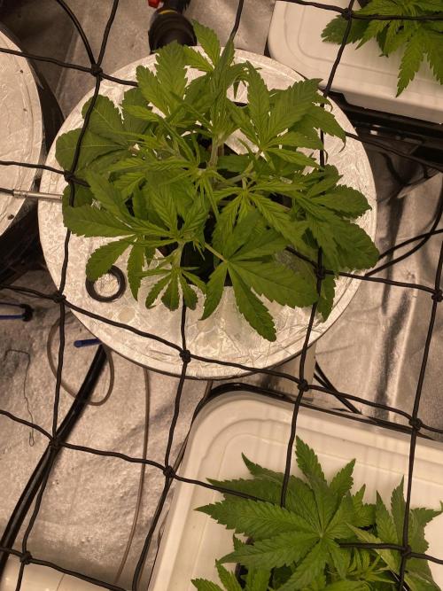 French Macaron someone?. Week 4