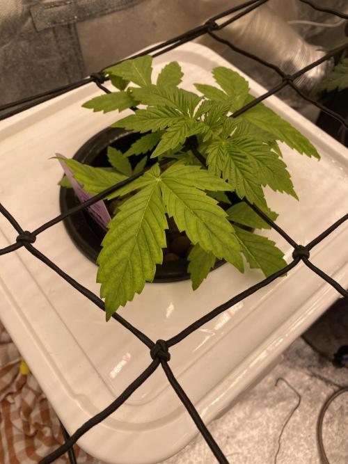 Something very NEW from TH is here^^. Week 3