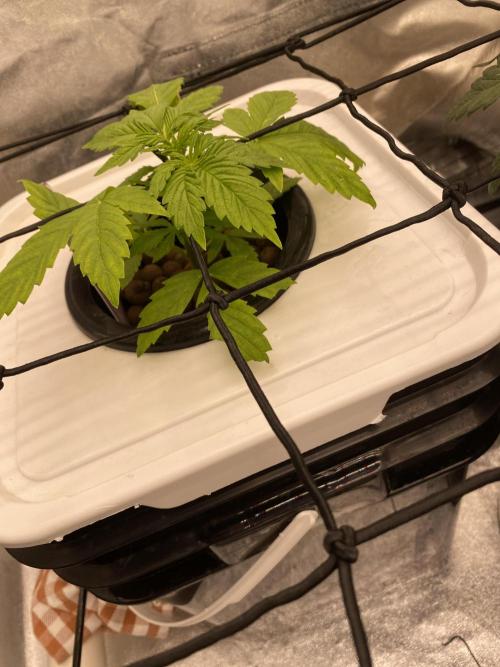 Something very NEW from TH is here^^. Week 3