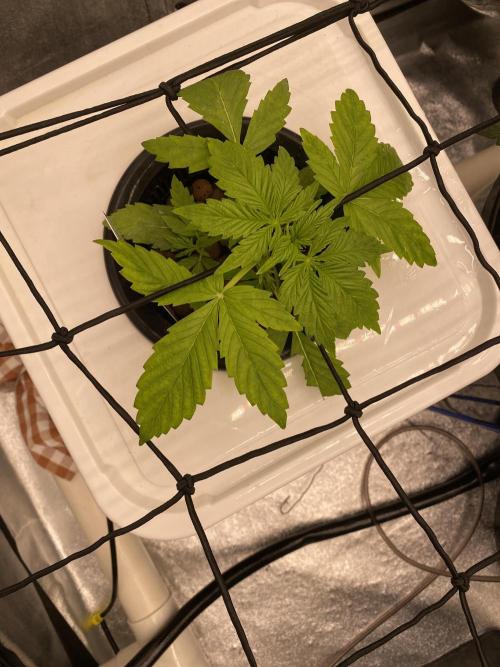 Something very NEW from TH is here^^. Week 3