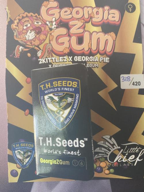 Georgia Z Gum. Week 0