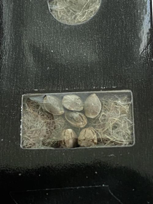 Georgia Z Gum. Week 0