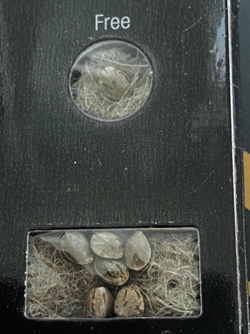 Georgia Z Gum. Week 0