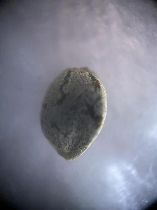 Georgia Z Gum. Week 0