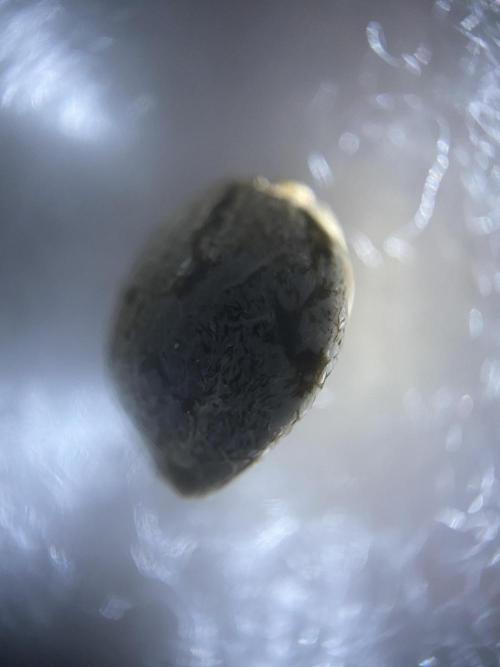 Georgia Z Gum. Week 0