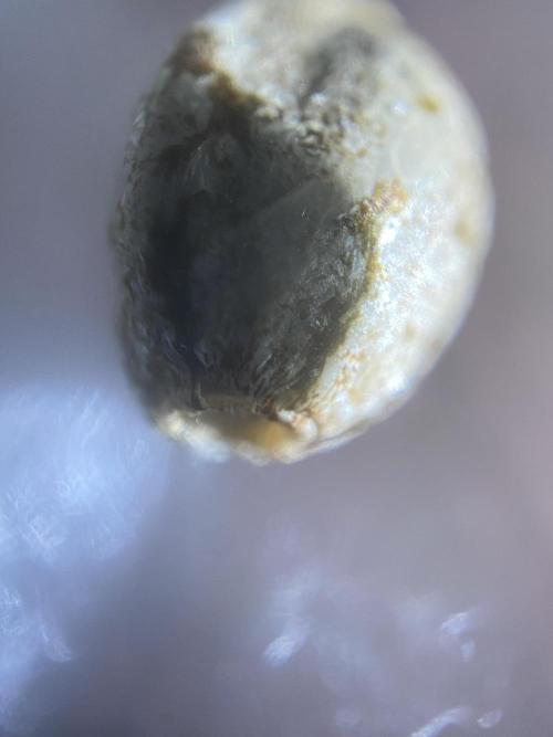 Georgia Z Gum. Week 0