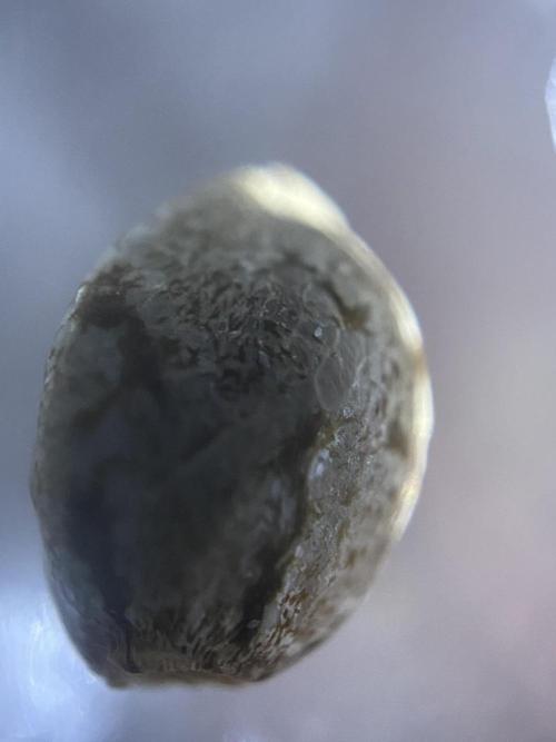 Georgia Z Gum. Week 0