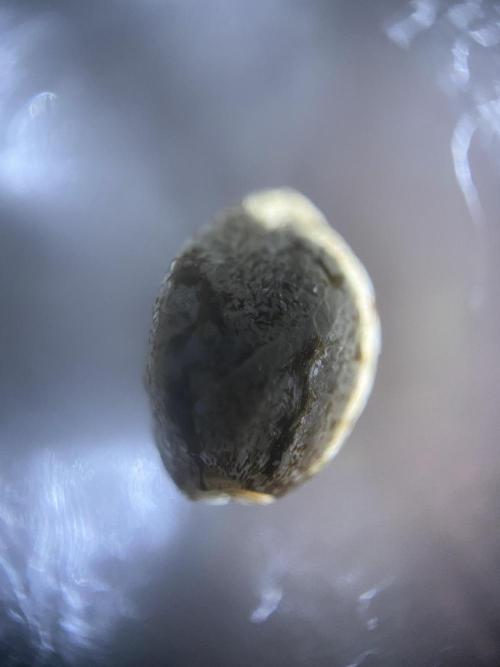 Georgia Z Gum. Week 0