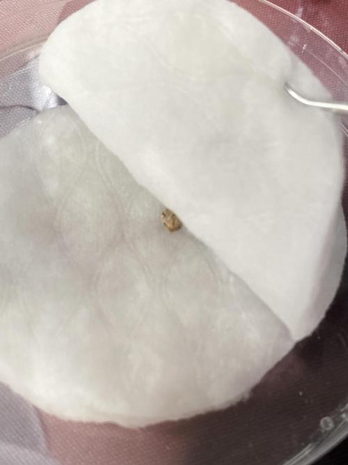 Georgia Z Gum. Week 0