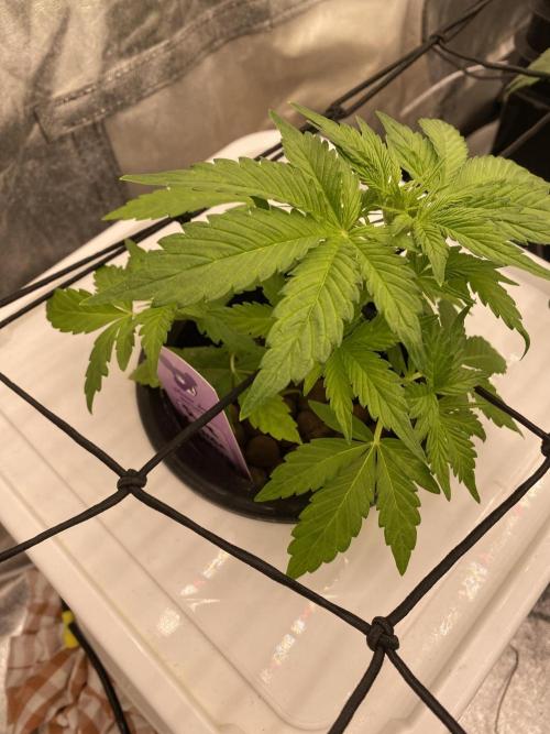 Something very NEW from TH is here^^. Week 4