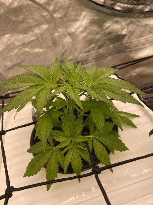 Something very NEW from TH is here^^. Week 4