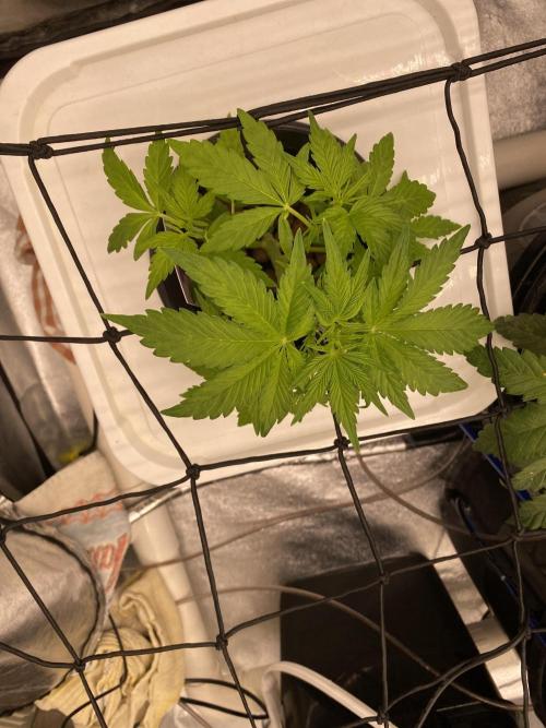 Something very NEW from TH is here^^. Week 4