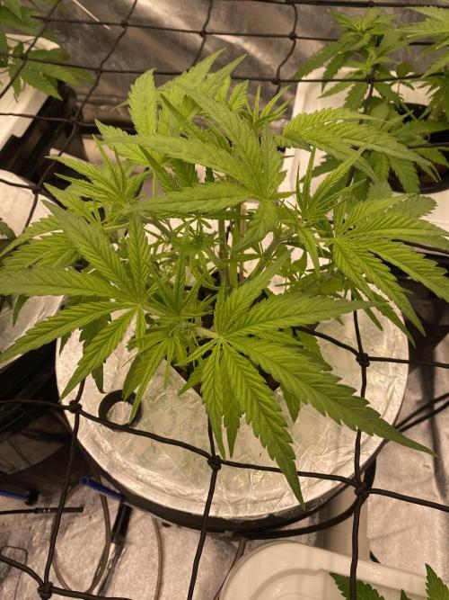 French Macaron someone?. Week 5