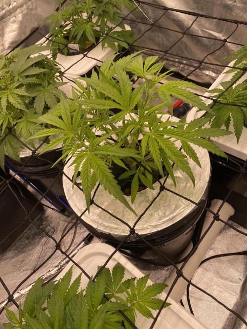 French Macaron someone?. Week 5