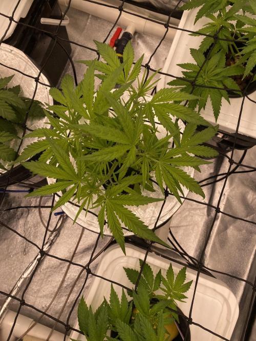 French Macaron someone?. Week 5