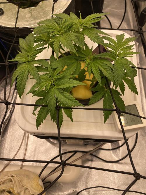 Enemy of the State V1. Week 5