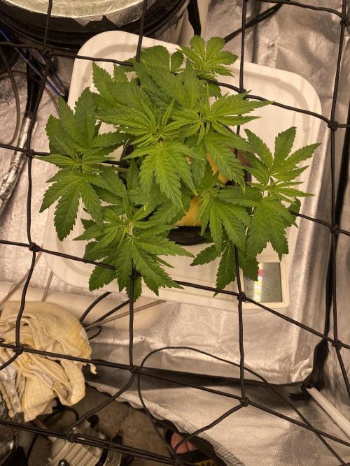 Enemy of the State V1. Week 5