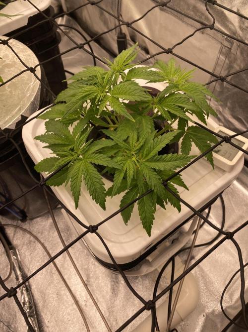 Enemy of the State V1. Week 5