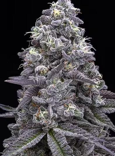 Anaconda & Bananas. Week 2