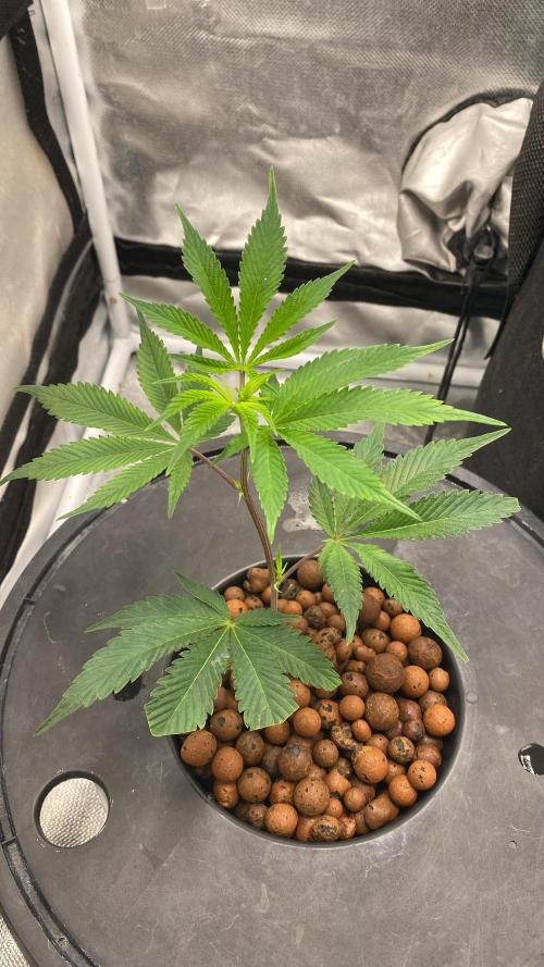 Anaconda & Bananas. Week 2