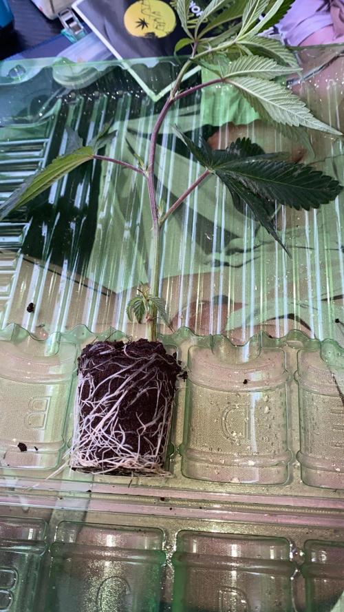 Anaconda & Bananas. Week 2