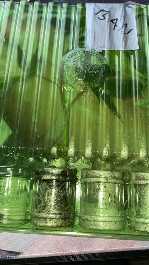 Anaconda & Bananas. Week 2