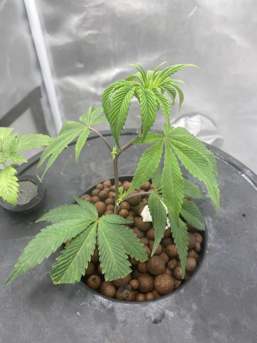 Anaconda & Bananas. Week 3