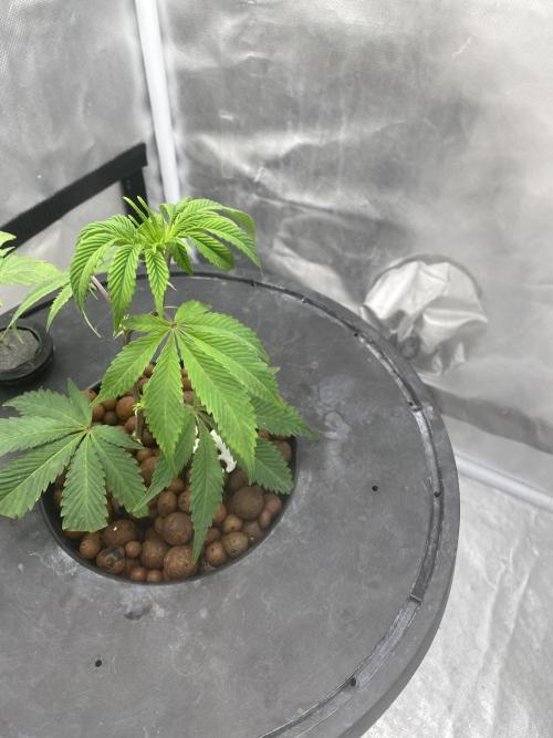 Anaconda & Bananas. Week 3