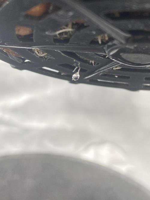 Anaconda & Bananas. Week 3