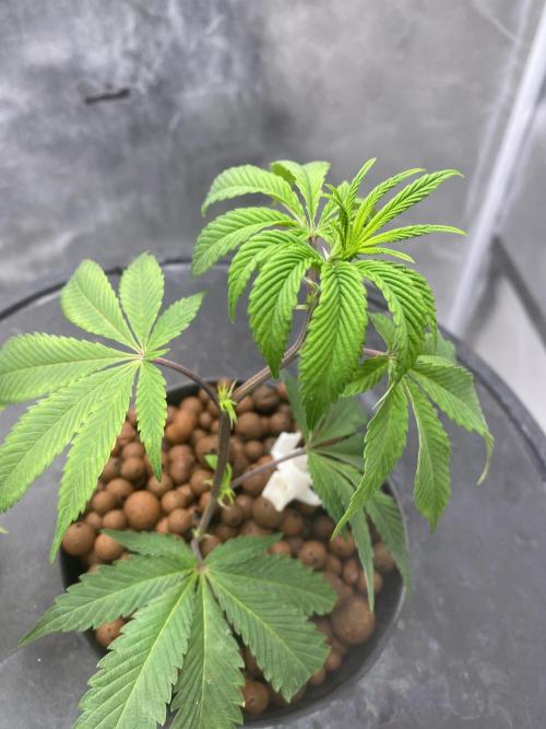 Anaconda & Bananas. Week 3