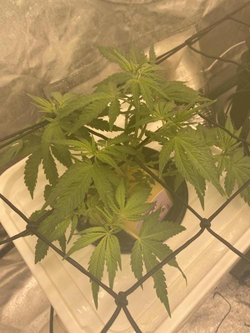 Enemy of the State V1. Week 6