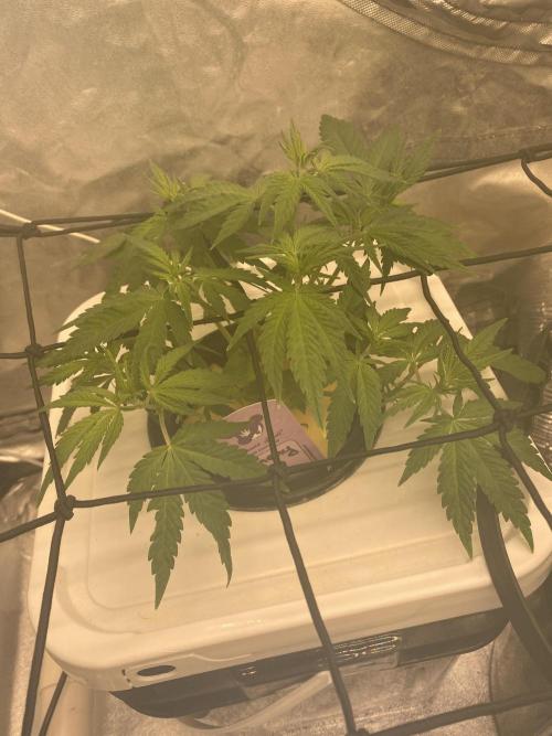 Enemy of the State V1. Week 6