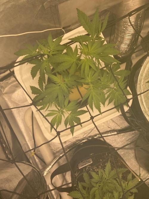 Enemy of the State V1. Week 6