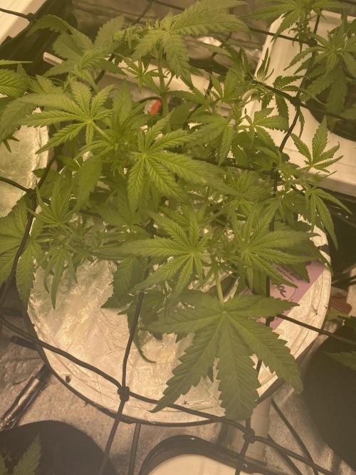 French Macaron someone?. Week 6