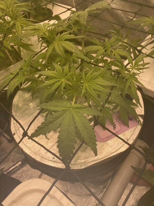 French Macaron someone?. Week 6