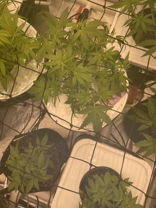 French Macaron someone?. Week 6