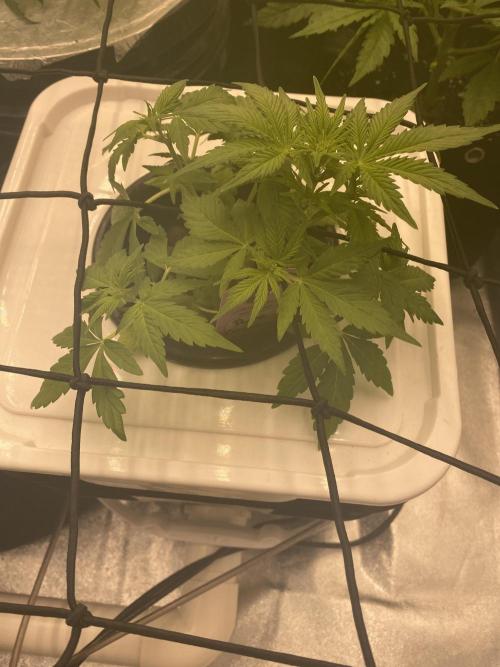 Something very NEW from TH is here^^. Week 5